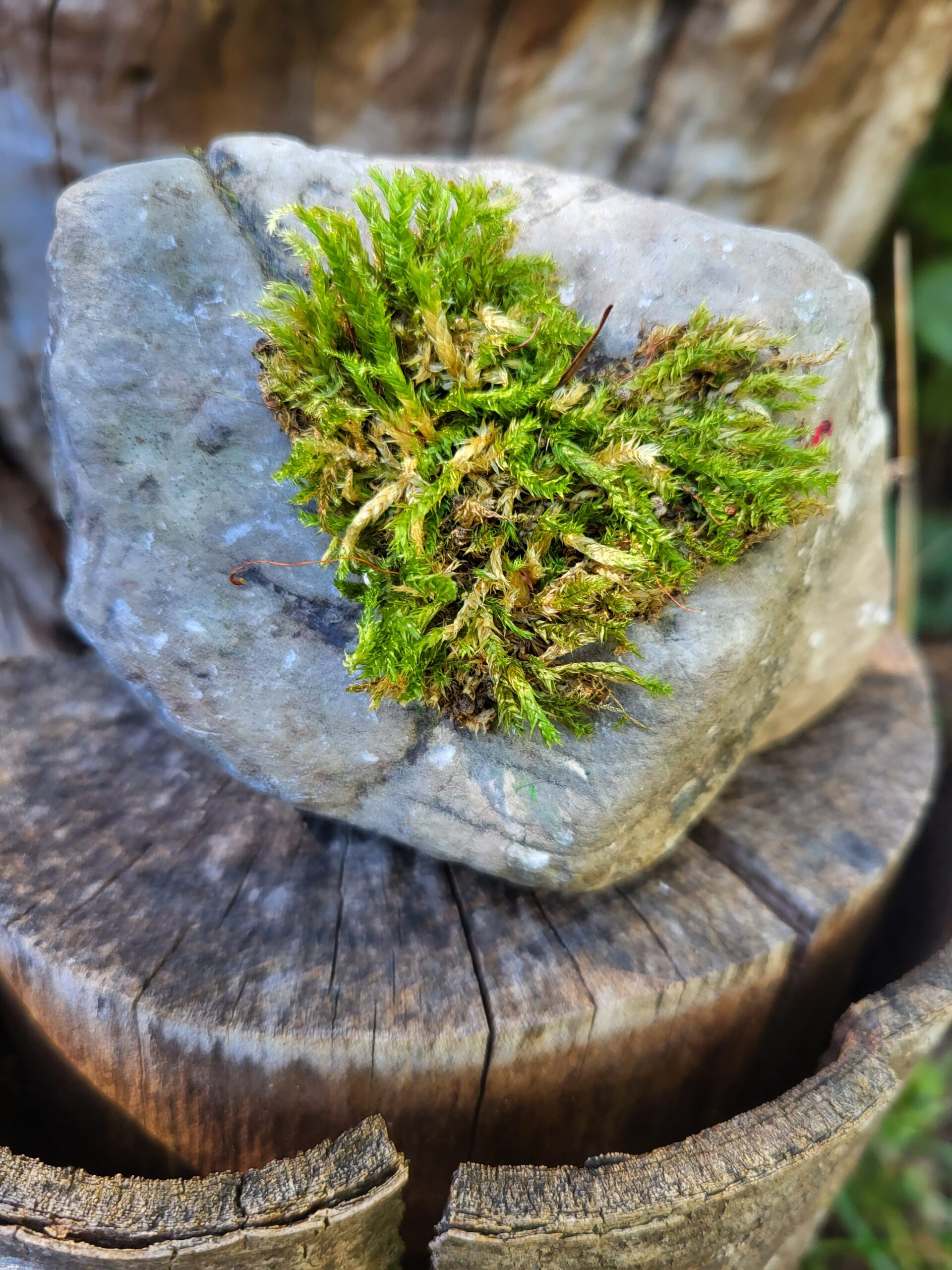 Heilpraktikerin Crailsheim Schmerz Burnout